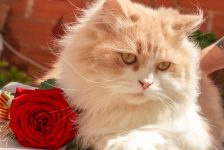 Changing trends in cat care