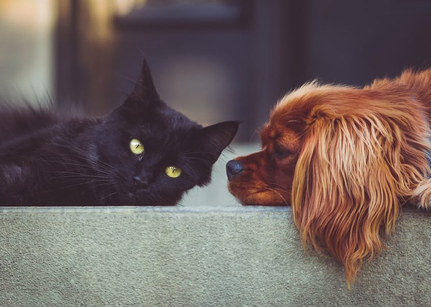 cats and dogs
