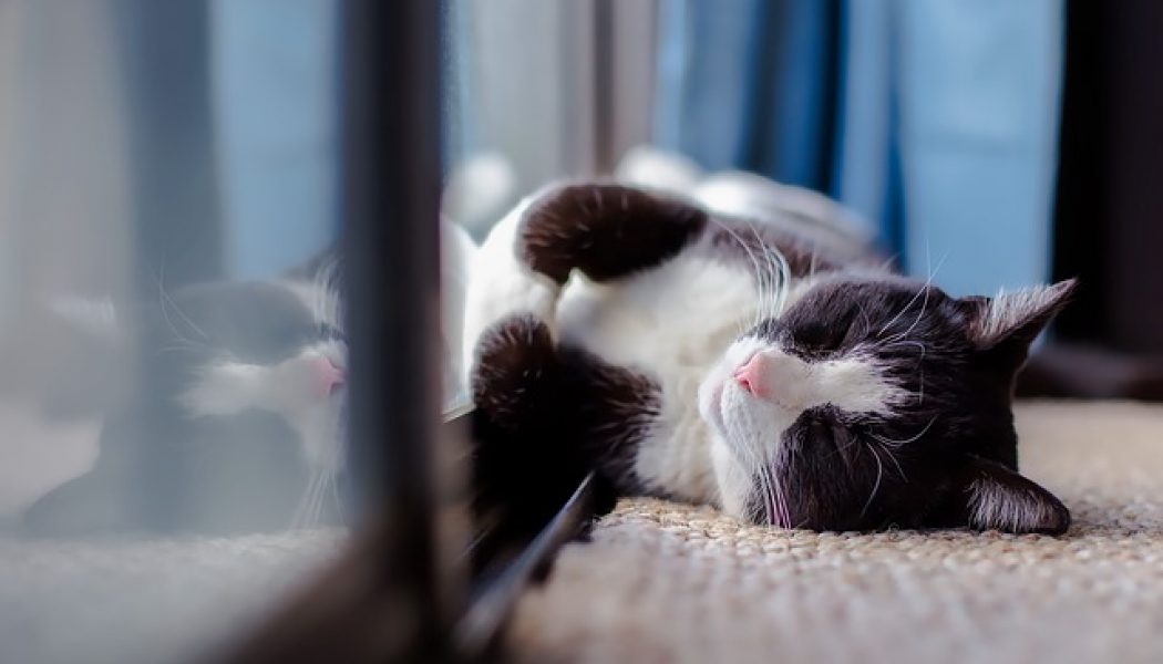 happy indoor cat