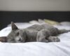 elderly cat