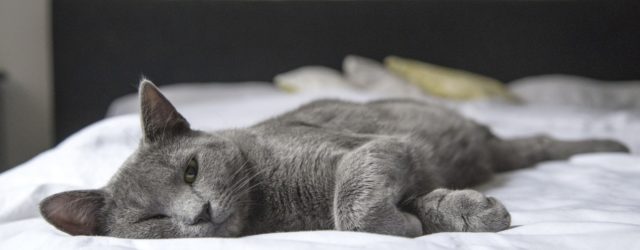 elderly cat