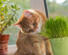 Cat sniffing and munching a vase of fresh catnip