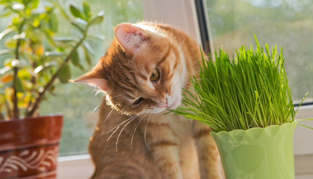 Cat sniffing and munching a vase of fresh catnip