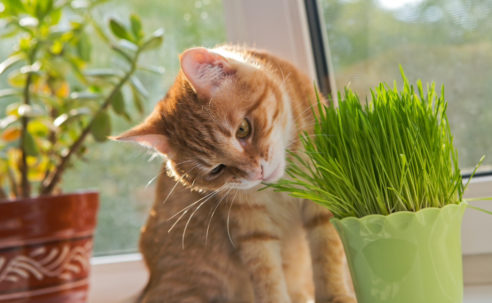 Cat sniffing and munching a vase of fresh catnip