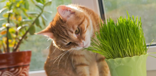 Cat sniffing and munching a vase of fresh catnip
