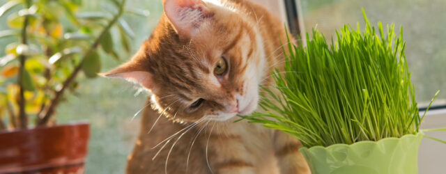 Cat sniffing and munching a vase of fresh catnip