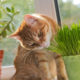 Cat sniffing and munching a vase of fresh catnip