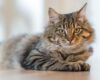 Cozy indoor scene with a relaxed and healthy tabby cat lounging on a white surface , highlighting effective home flea control