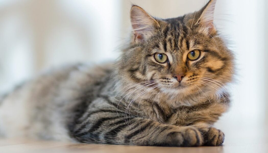 Cozy indoor scene with a relaxed and healthy tabby cat lounging on a white surface , highlighting effective home flea control