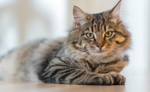 Cozy indoor scene with a relaxed and healthy tabby cat lounging on a white surface , highlighting effective home flea control