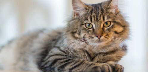 Cozy indoor scene with a relaxed and healthy tabby cat lounging on a white surface , highlighting effective home flea control