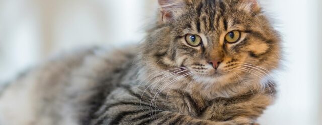 Cozy indoor scene with a relaxed and healthy tabby cat lounging on a white surface , highlighting effective home flea control