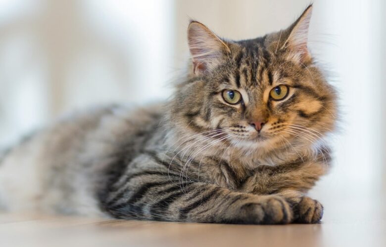 Cozy indoor scene with a relaxed and healthy tabby cat lounging on a white surface , highlighting effective home flea control