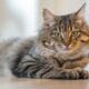 Cozy indoor scene with a relaxed and healthy tabby cat lounging on a white surface , highlighting effective home flea control