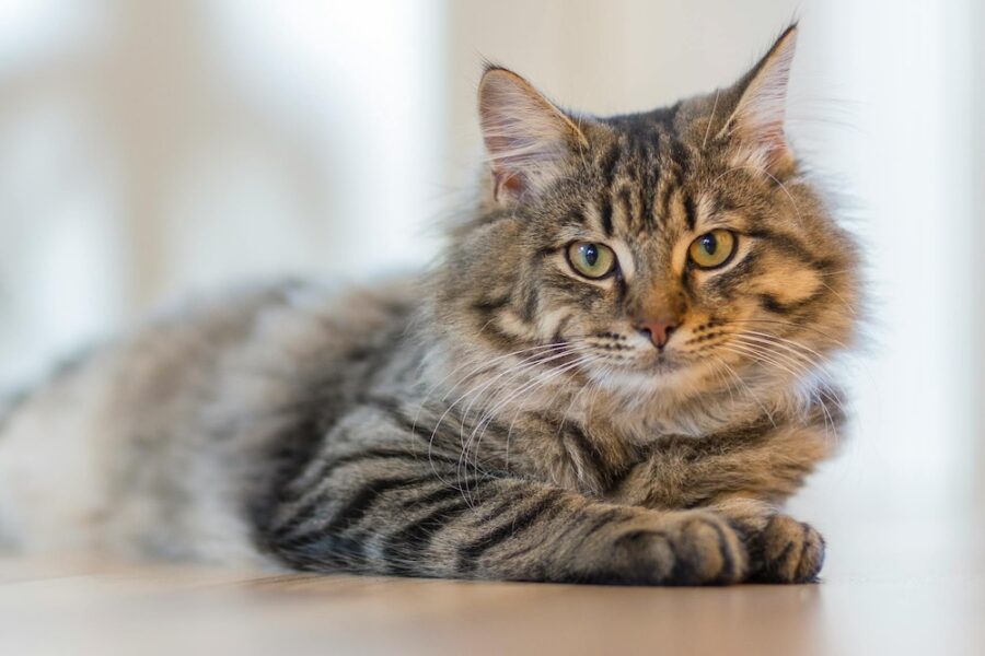 Cozy indoor scene with a relaxed and healthy tabby cat lounging on a white surface , highlighting effective home flea control