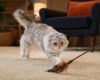 Silver-grey indoor cat chasing a feather wand toy across a living room rug